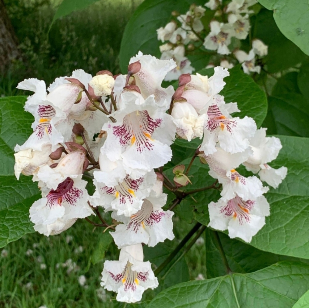 Southern Catalpa Tree Cutting(s) X3 Catalpa Bignonioides (Indian Bean Tree)